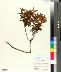 Rhododendron groenlandicum image