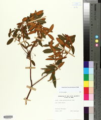 Rhododendron groenlandicum image