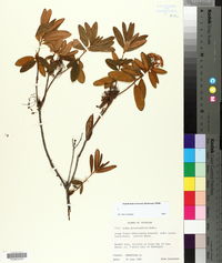 Rhododendron groenlandicum image