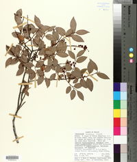 Vaccinium leucanthum image