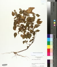 Acalypha alopecuroidea image