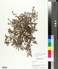 Euphorbia prostrata image