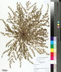 Euphorbia prostrata image