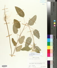 Croton capitatus image