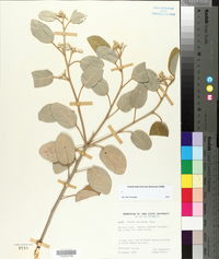 Croton punctatus image