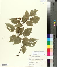 Corylus cornuta image