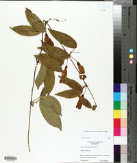 Bignonia capreolata image