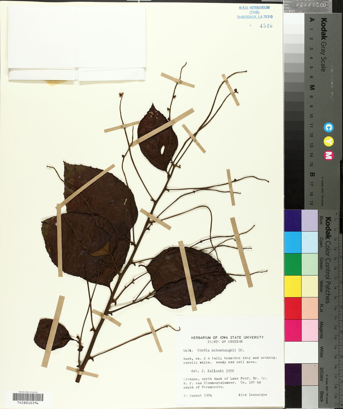 Cordia schomburgkii image