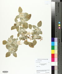 Croton setigerus image