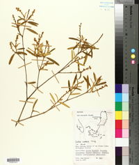 Croton linearis image