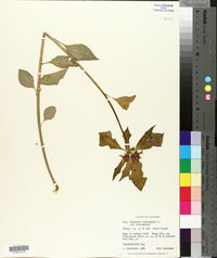 Euphorbia heterophylla var. heterophylla image