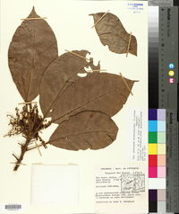 Hieronyma alchorneoides image