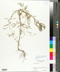 Phyllanthus fraternus image