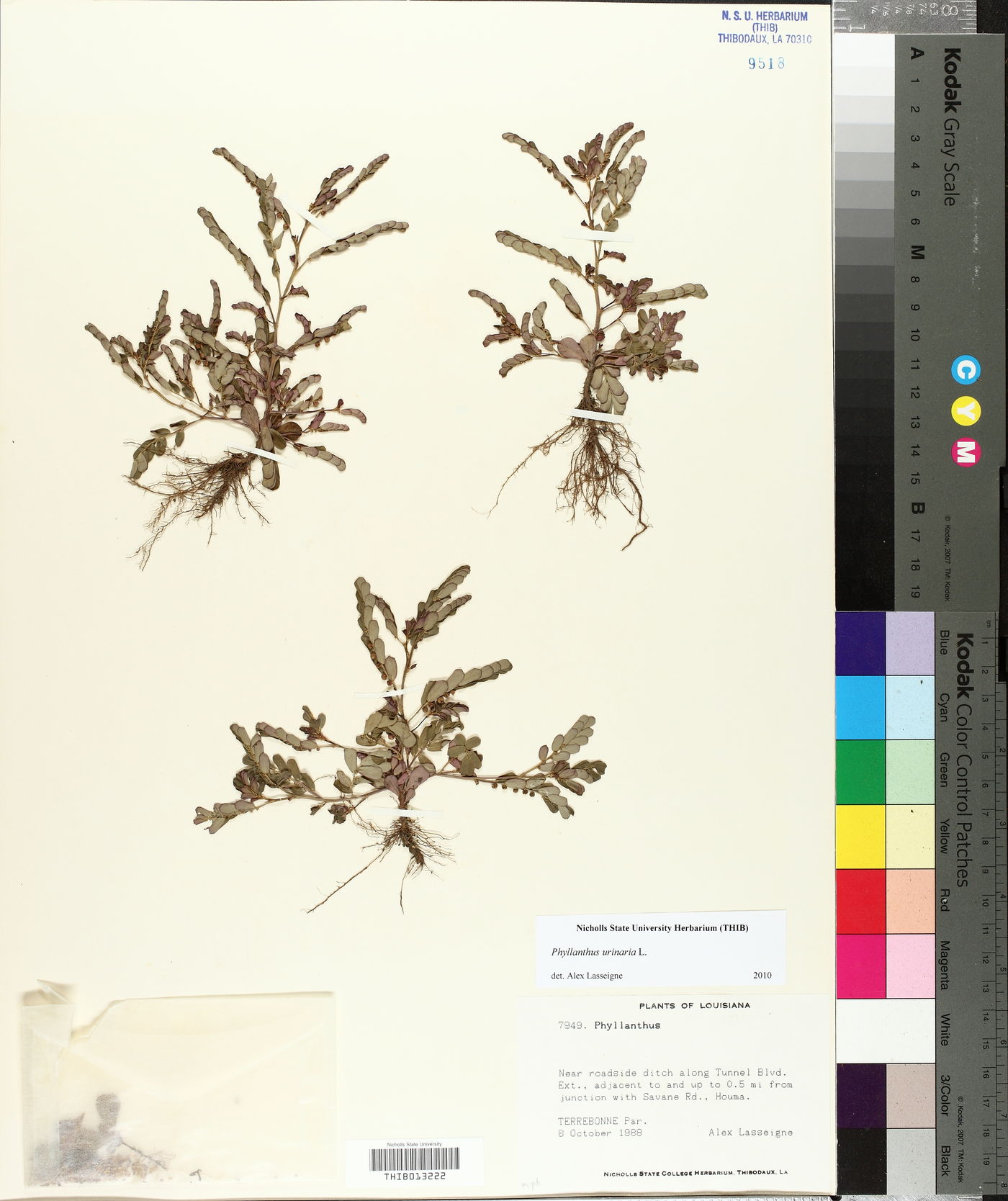 Emblica urinaria image