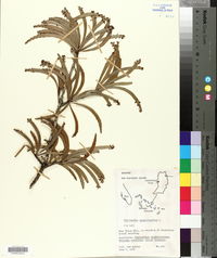 Phyllanthus epiphyllanthus image