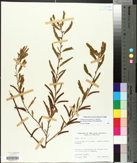 Chamaecrista nictitans subsp. disadena image