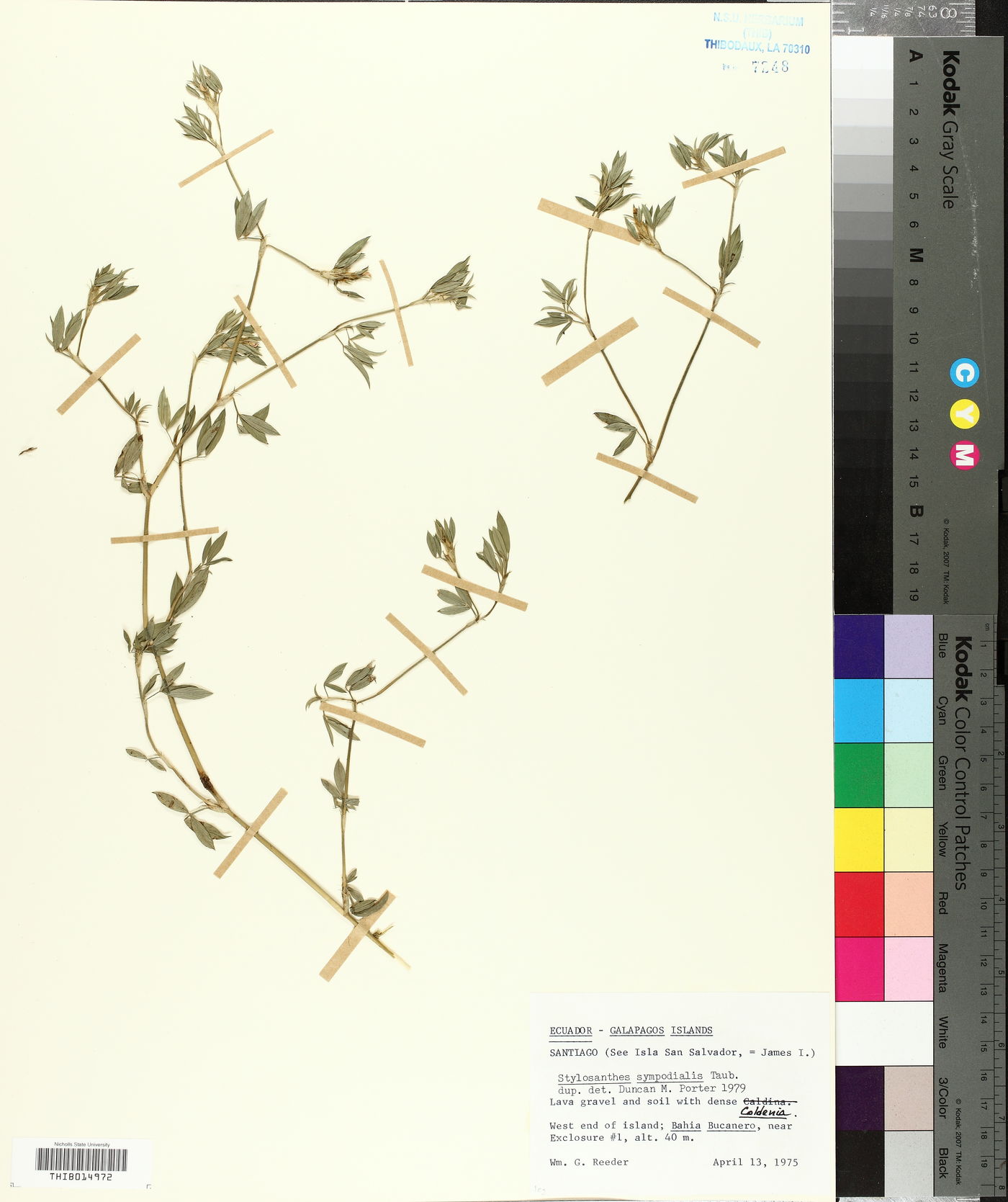 Stylosanthes sympodialis image
