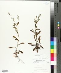 Myosotis verna image