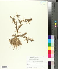 Acicarpha tribuloides image