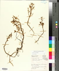 Cakile constricta image