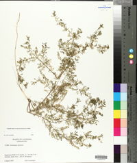 Lepidium didymum image