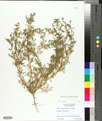 Lepidium didymum image