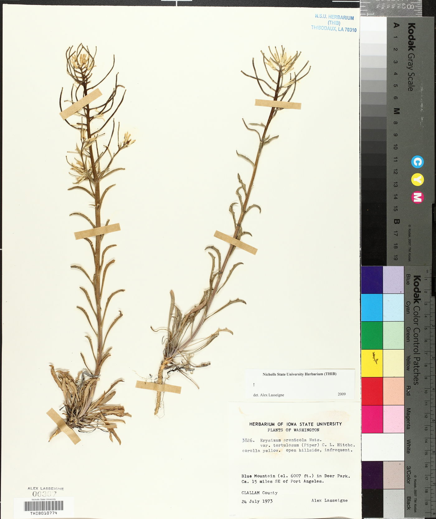 Erysimum arenicola var. torulosum image