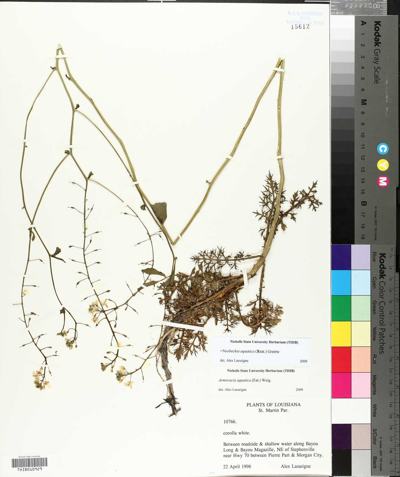 Neobeckia aquatica image