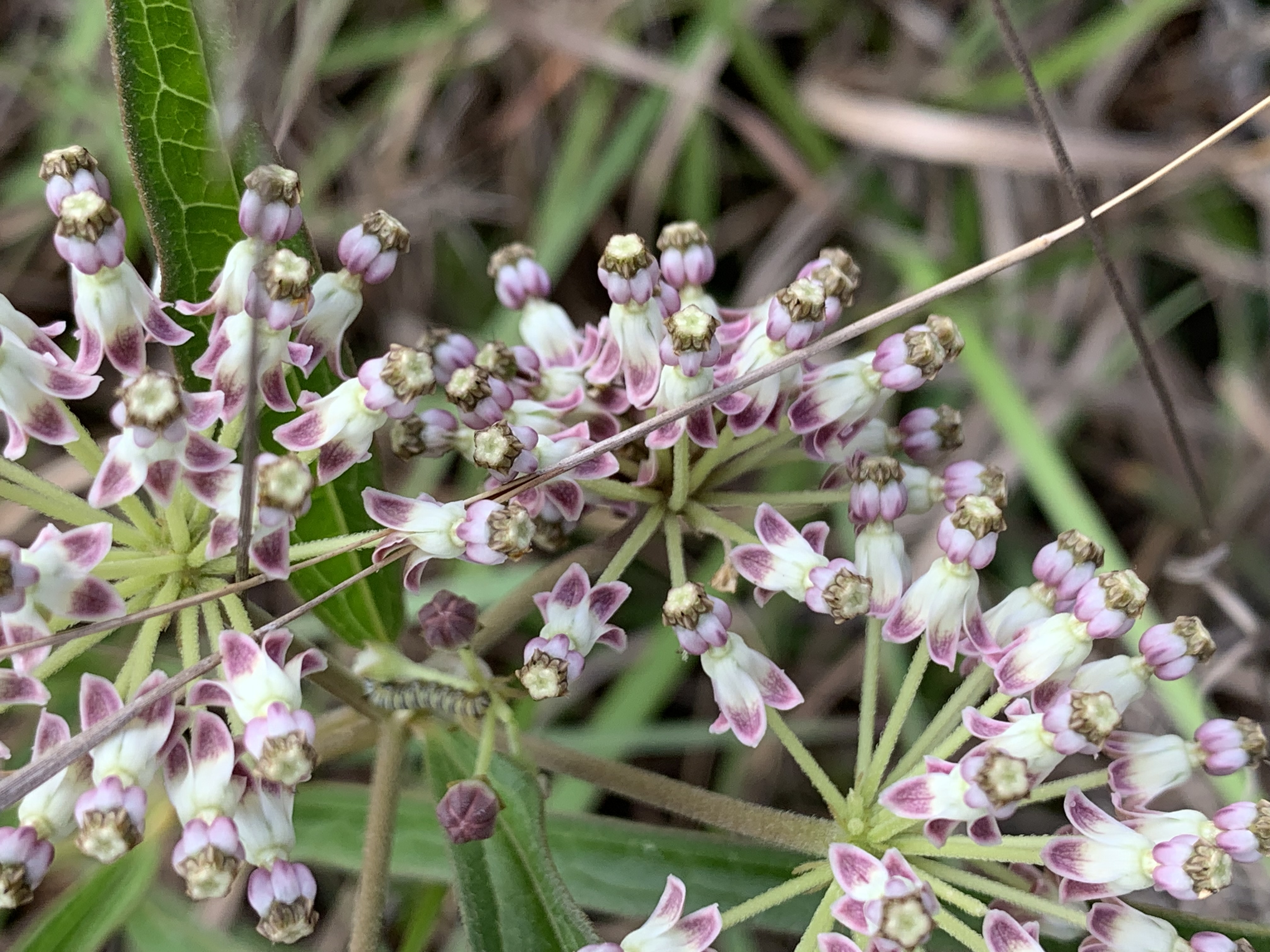 Asclepias longifolia